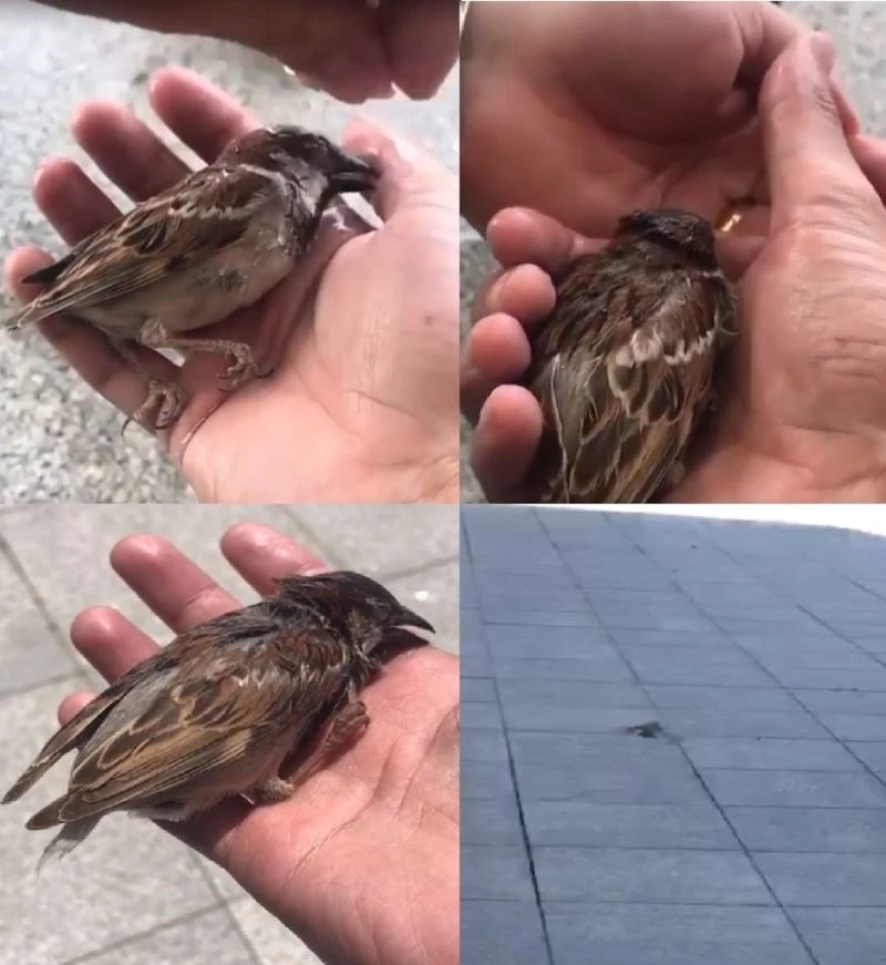 Mehmetçik’ten bayılan serçeye can suyu
