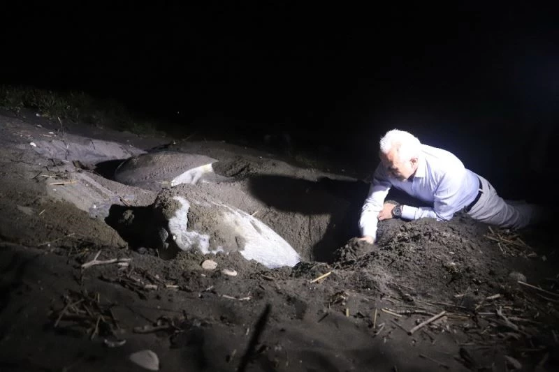 Caretta carettalar Mersin sahillerine yumurta bırakmaya başladı
