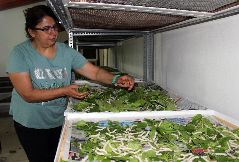 İpek böcekçiliği Defne Koza Evi’nde yaşatılıyor
