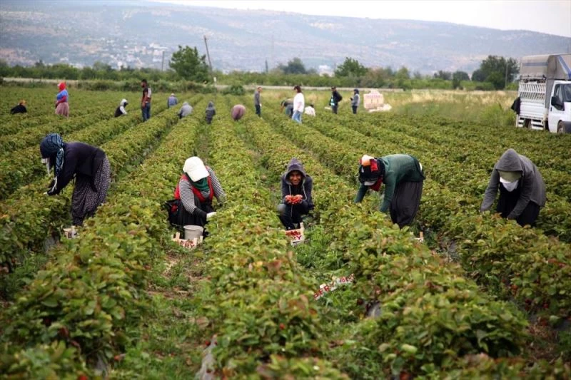 Tescilli Silifke çileğinde 100 bin ton rekolte hedefi