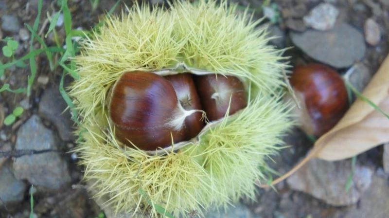 ‘Aydın kestanesi’ AB’den onay almak için son adımı attı
