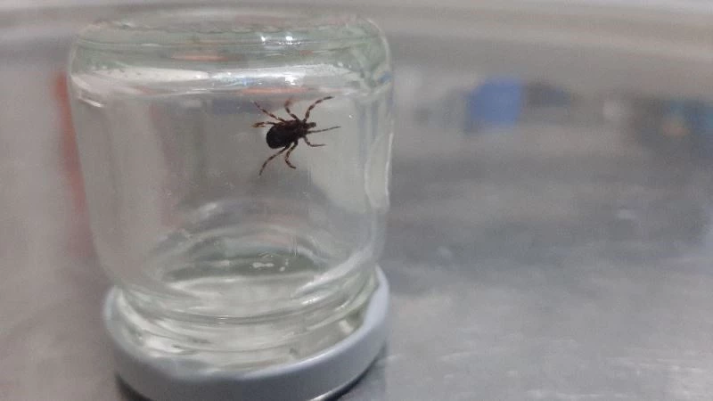 Üzerinde gezinirken yakaladığı keneyi, doğaya bıraktı
