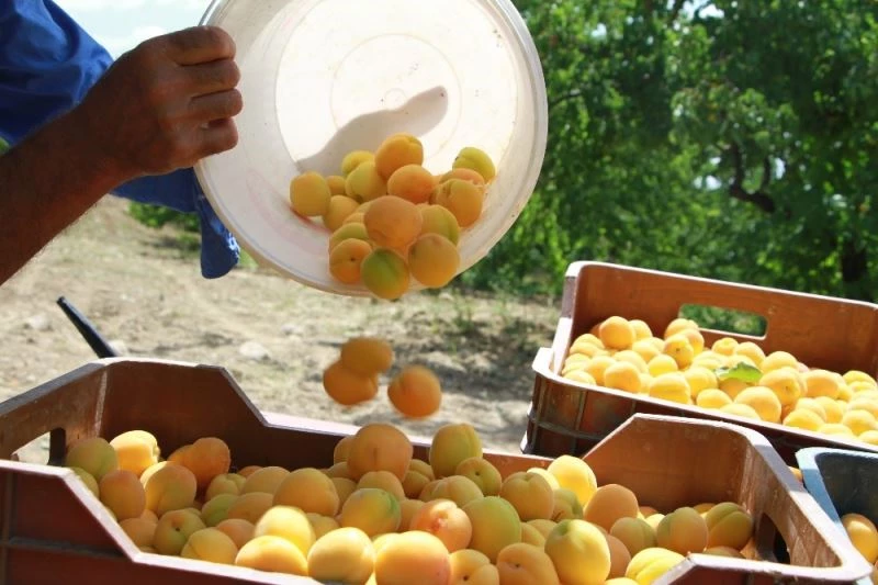Kendi bile inanmamıştı, şimdi herkesten önce hasat yapıyor
