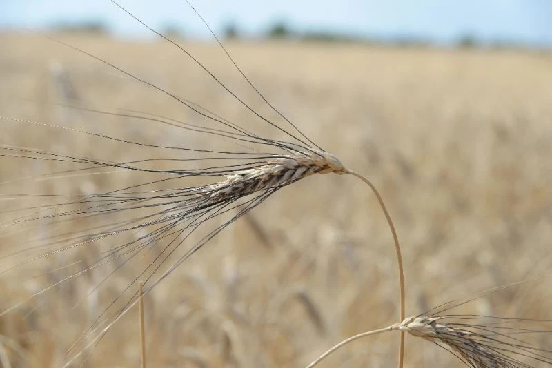 Ata tohumu karakılçık Çukurova’nın bereketli toprağıyla buluştu
