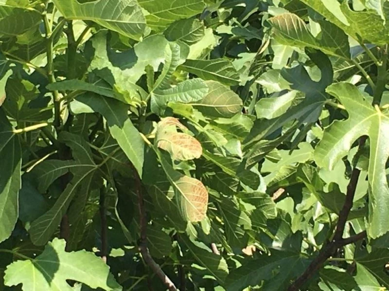 İncir yapraklarında hava değişiminden kaynaklı renk değişimi yaşandı
