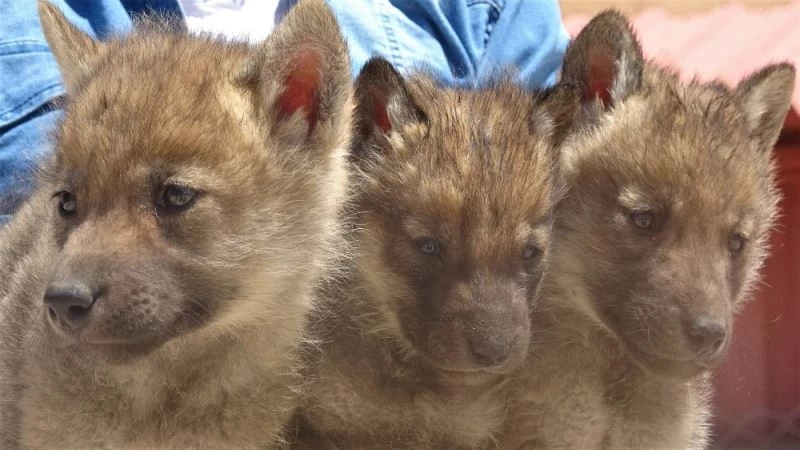 Annesiz kalan sevimli tilki ve kurt yavruları koruma altında
