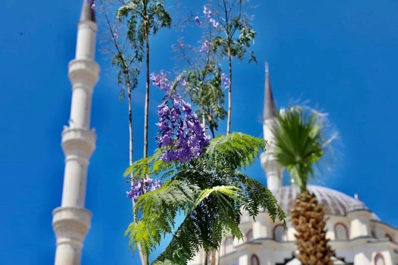 Didim’de Jakaranda ağaçları çiçek açtı
