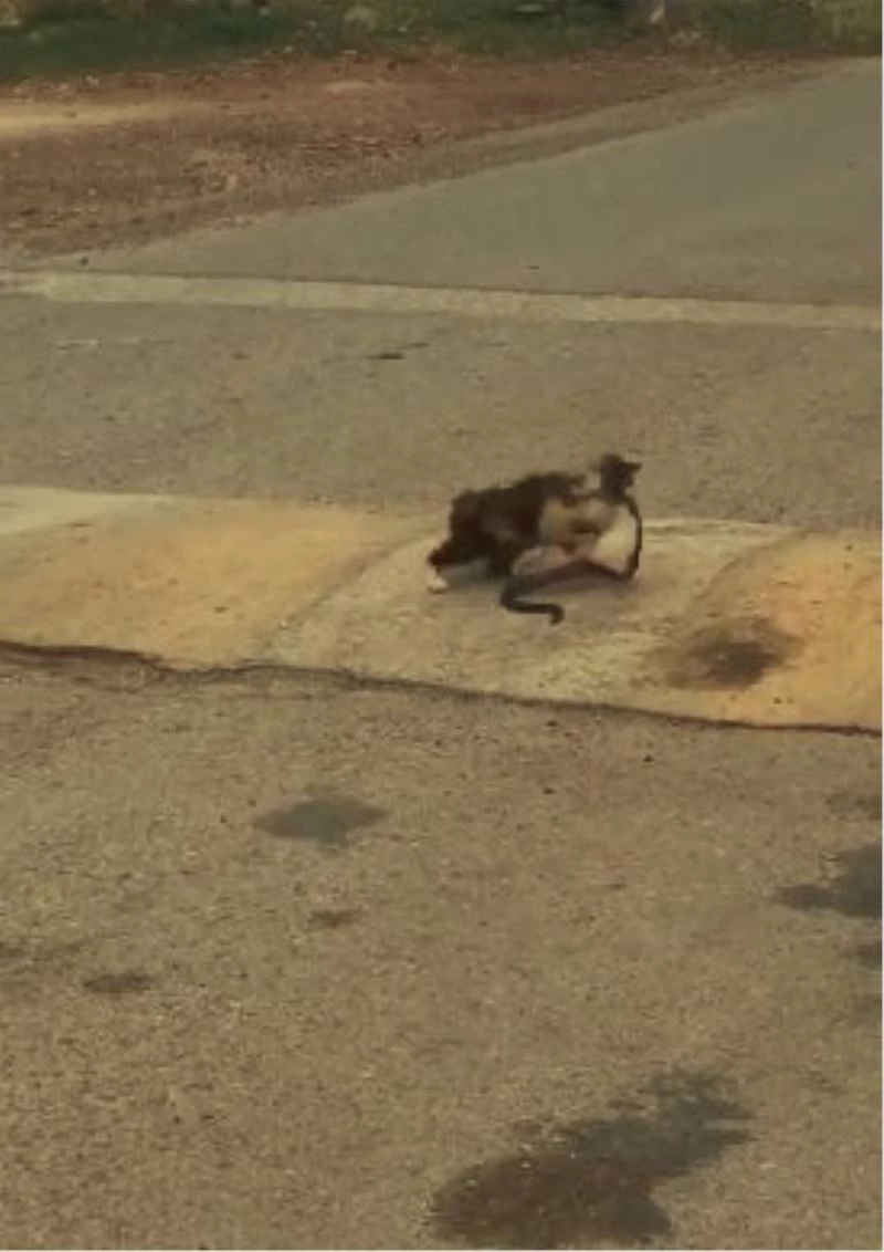 Yolda bulduğu 1 metrelik yılanı ağzına alıp götüren kedi pes dedirtti
