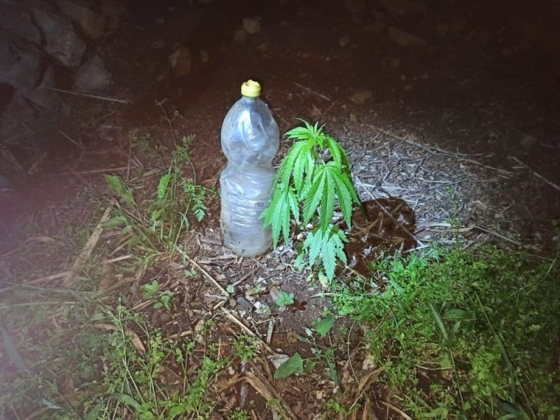 Bahçede pet şişe ile yetiştirilen kenevir bitkisine jandarma baskını
