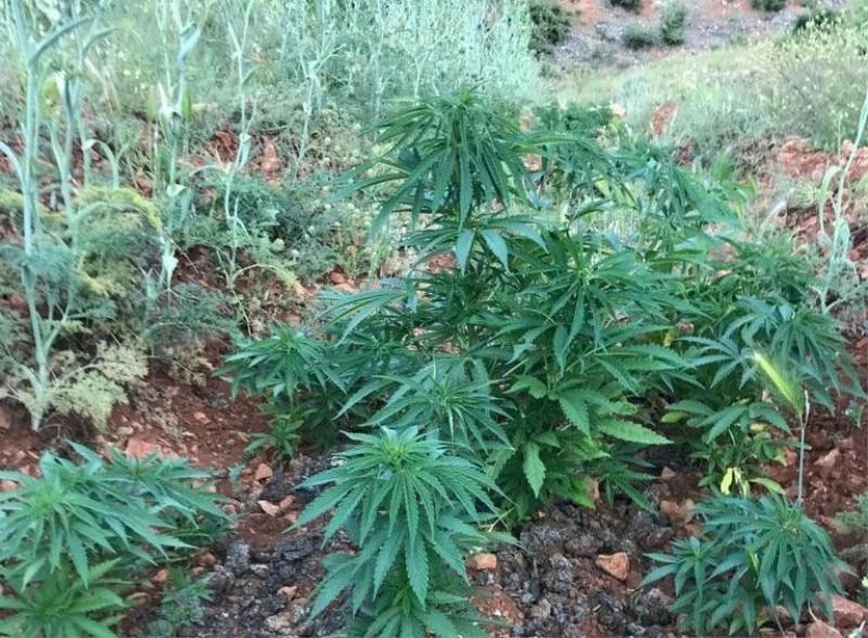 Malatya’da 5 bin 884 kök Hint keneviri ele geçirildi
