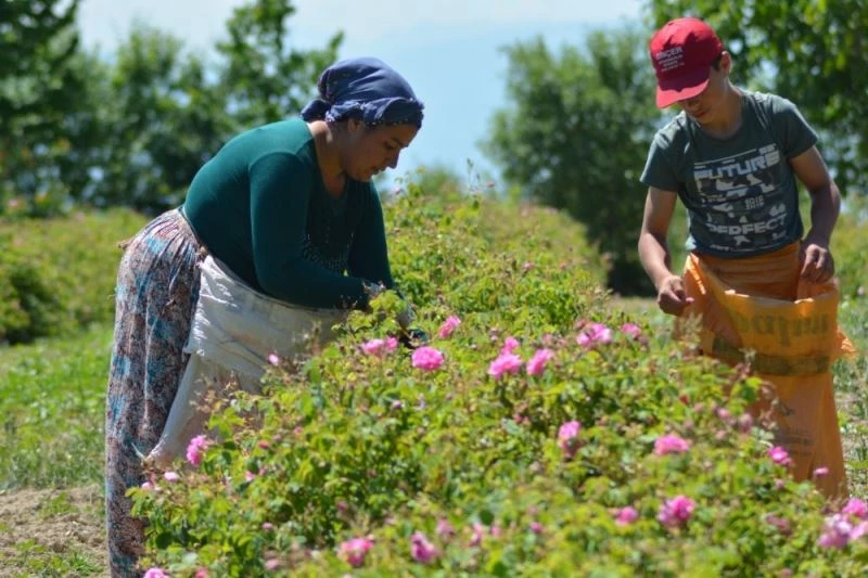 Kilogramı 6 bin eurodan satılan gül yağı üretimi başladı

