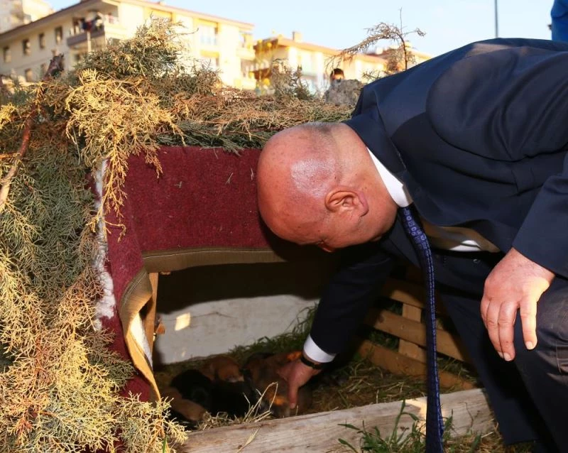 Keçiören Belediye Başkanı Turgut Altınok, köpek yavrularına sahip çıktı