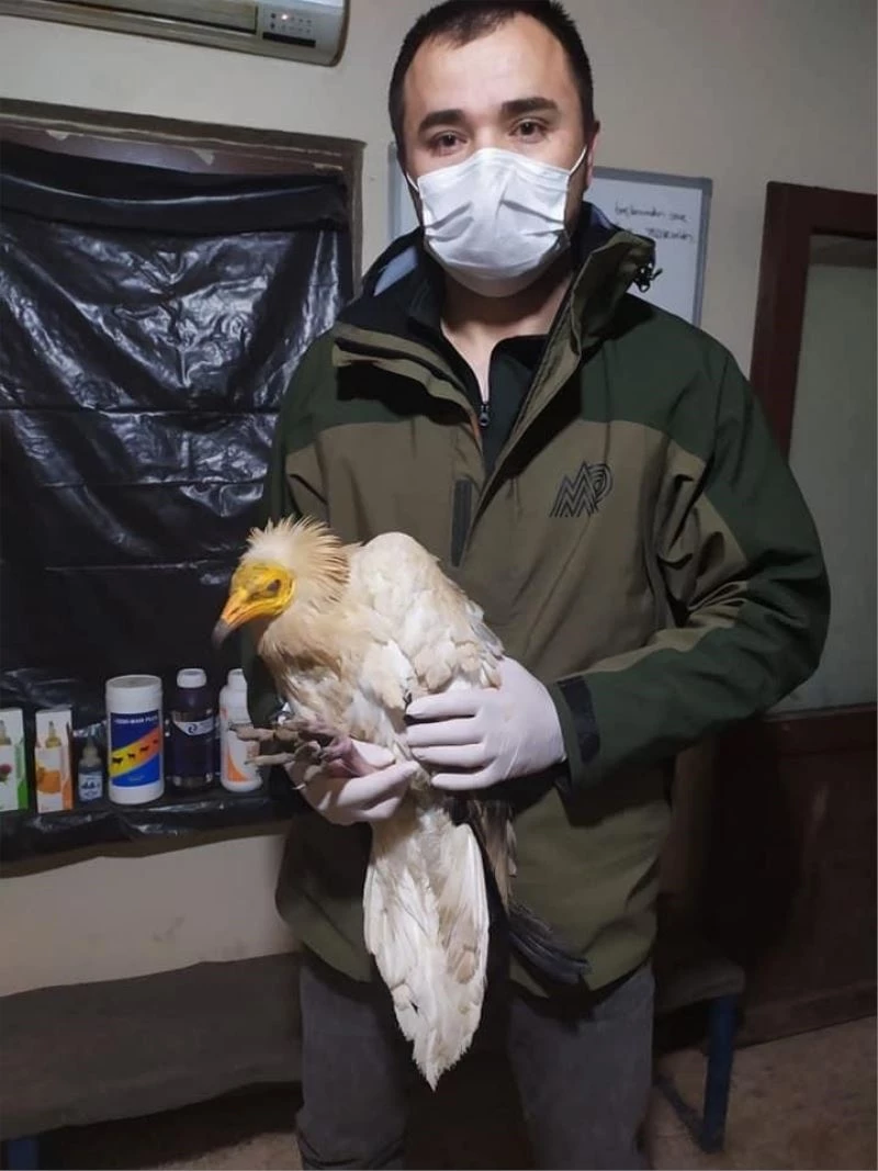 Uydu vericisi takılı küçük akbaba doğaya salındı
