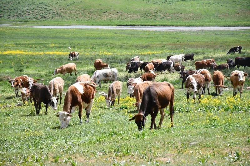 Terörün kökü kazındı, yaylalar şenlendi
