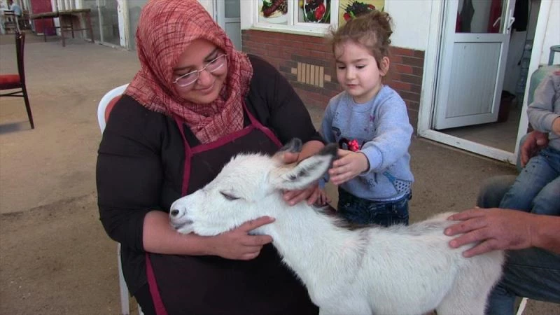 Çöplükte ölüme terk edilen sıpa biberonla besleniyor
