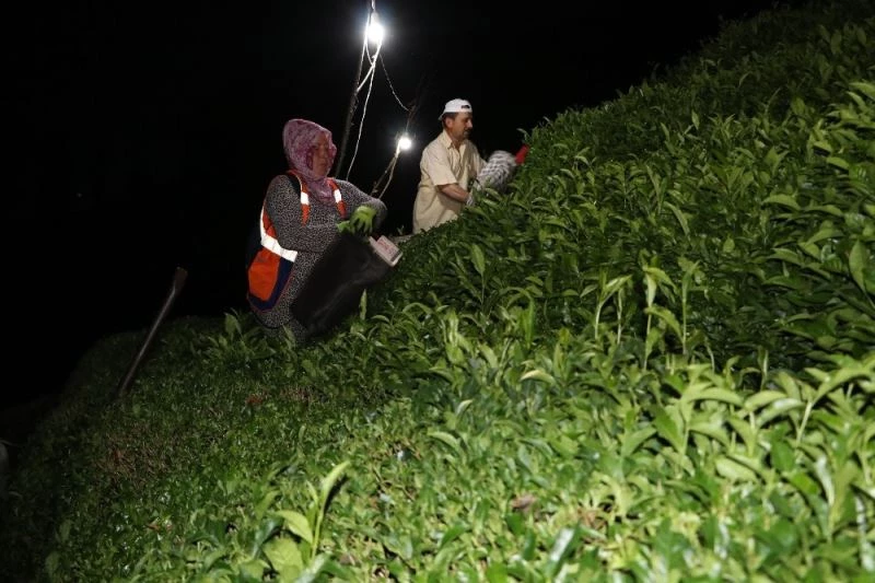 Sıcak hava ve nemden bunalan Rizeliler çareyi çayı akşam toplamakta buldu
