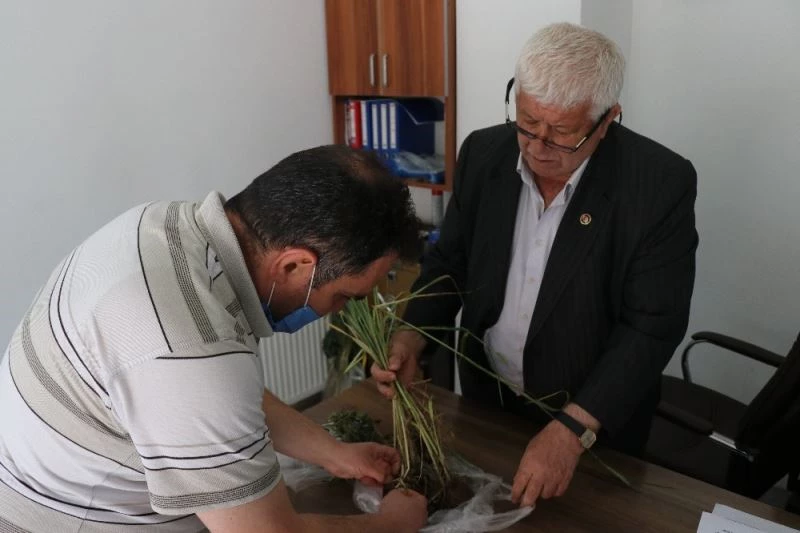 Bolu’da binlerce dönümlük tarım arazisinde kök boğaz çürüklüğü hastalığı

