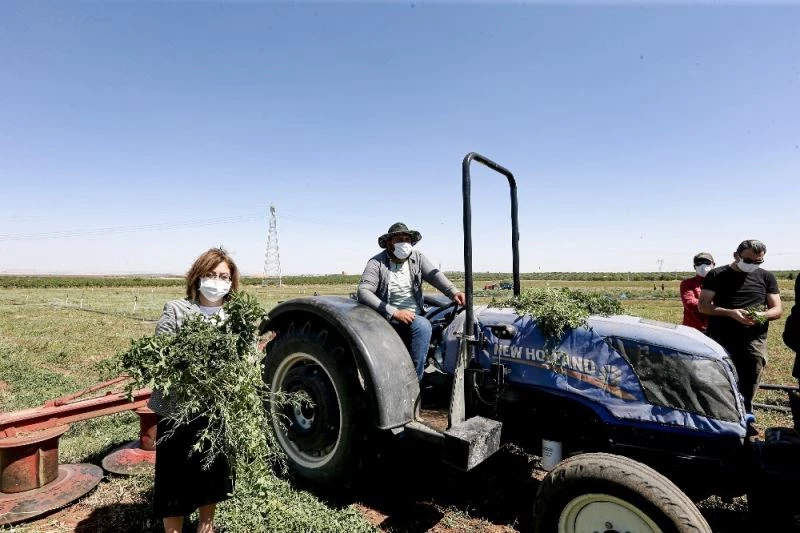 Şahin Nizip ve Karkamış’ta hasat yapan çiftçiyle buluştu
