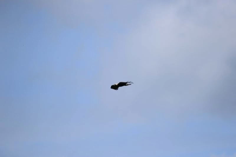 Nesli tehlikedeki ‘Şah Kartallar’ için arazi çalışmaları
