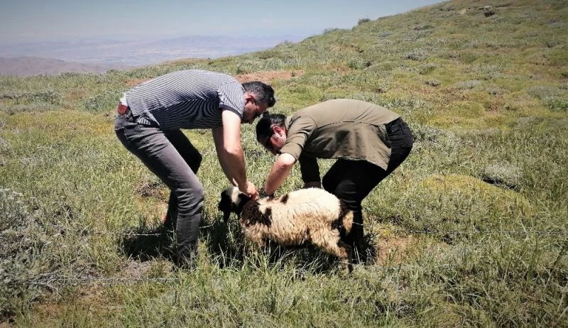 2 bin rakımda dikenli tellere takılan kuzuyu haberciler kurtardı
