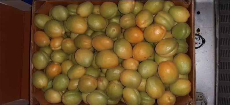 Hasanbey kayısısında ilk ürün 13 TL
