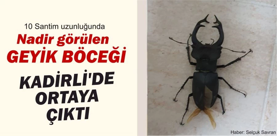 GEYİK BÖCEĞI KADİRLİ