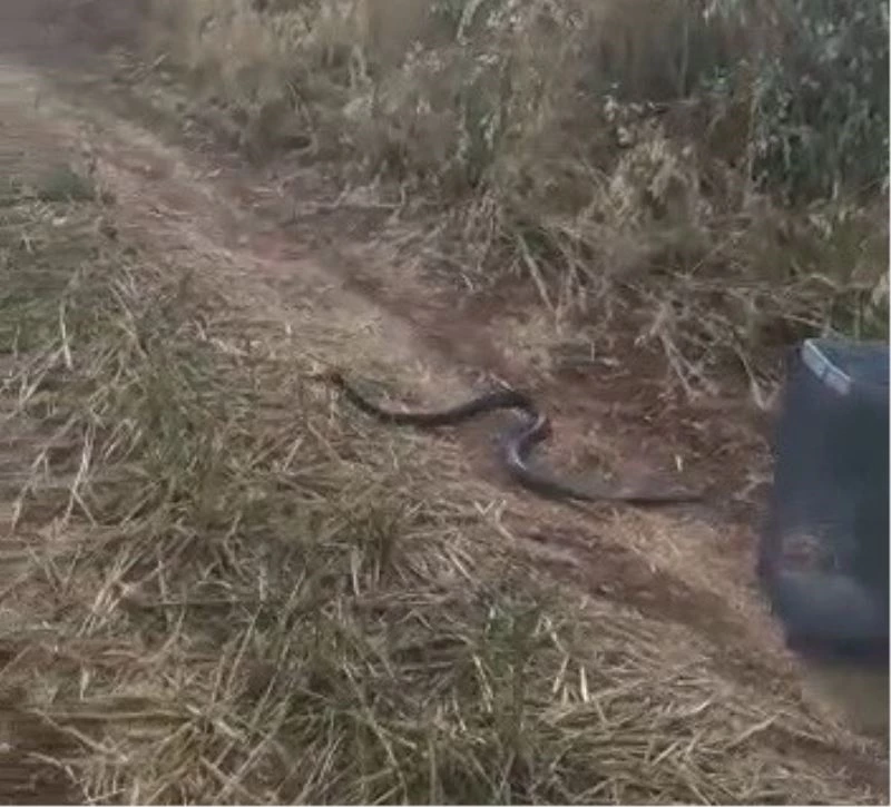 Odunluğa giren yılan yakalanarak doğaya salındı
