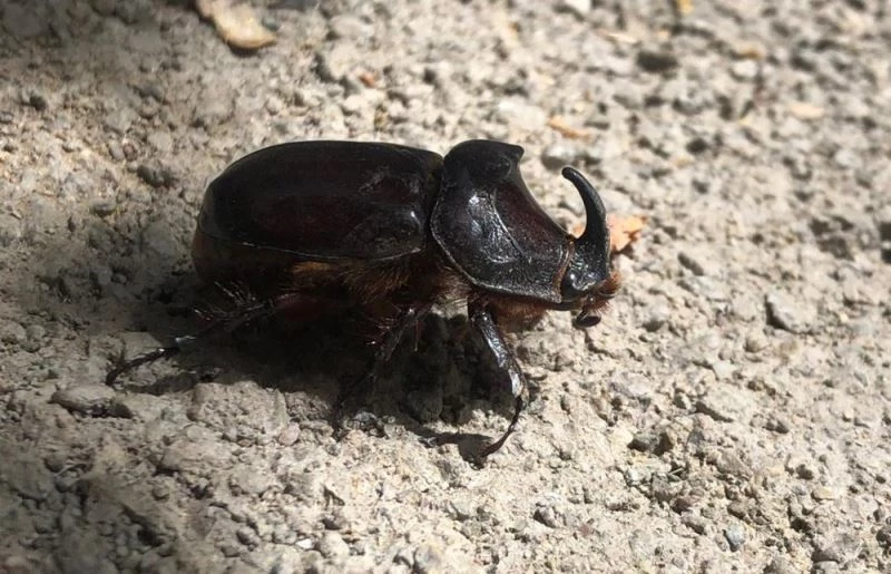 Elazığ’da gergedan böceği görüntülendi
