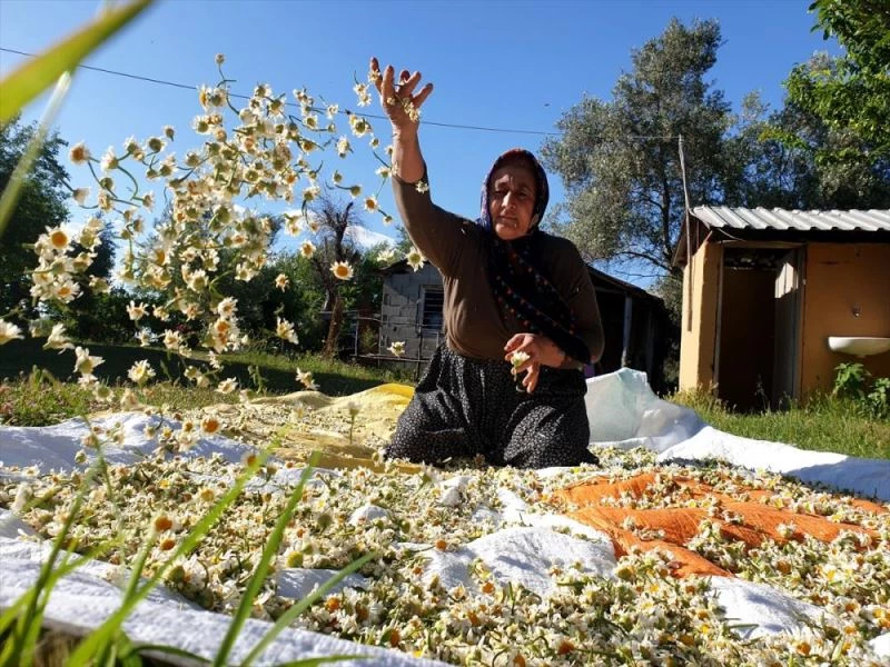 Kadirli dağlarında doğal yetişen papatya, kadınların geçim kapısı oldu