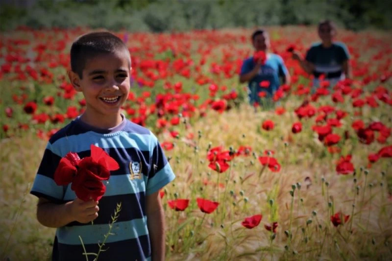 Elazığ’da gelinciklerin görsel şöleni
