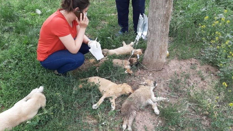 Tokat’ta yürekli burkan görüntü; 5 yavru köpek ölmek üzereyken bulundu
