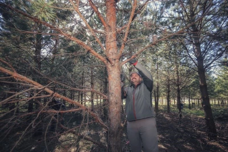 Çevreci Başkan ağaç budadı

