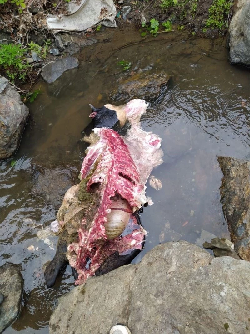 Aç kurtlar danayı yedi
