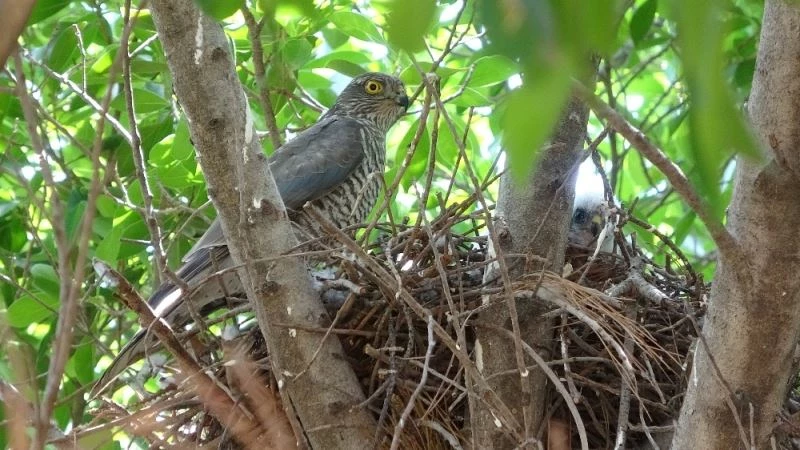 Yuvadan düşen delice doğan yavrusu, operasyonla yuvasına konuldu
