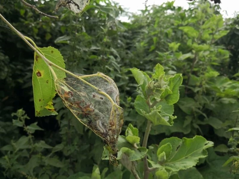 Amerikan Beyaz Kelebeği ile mücadele uyarısı
