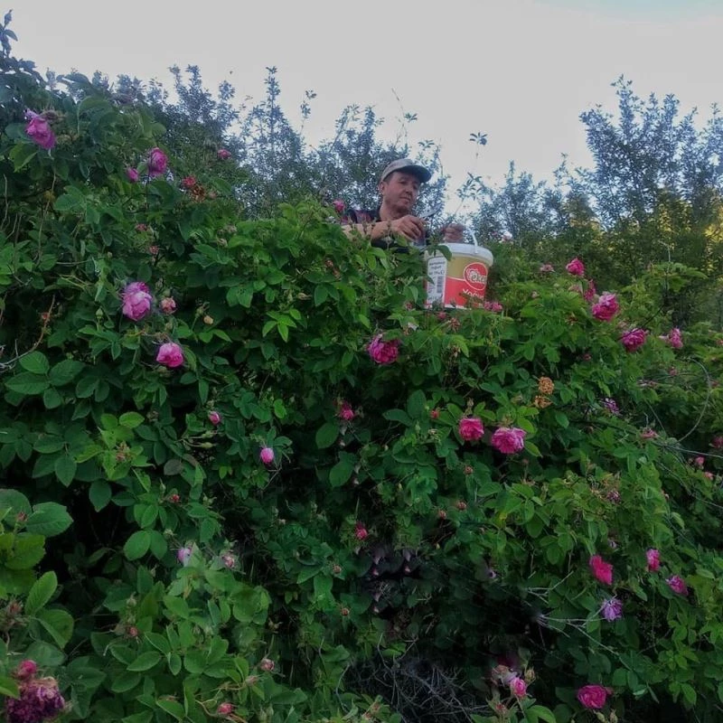 Şaphane’de ’’Gül reçeli’’ üretimi
