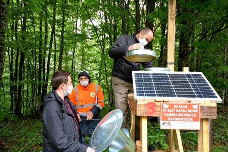 Kızıl kuyruklu kayın tırtılına karşı ışık tuzakları kuruldu
