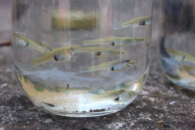 Sivrisineğe karşı gambusyalı ve ilaçlı mücadele
