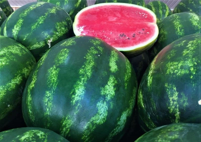 (Özel) Karpuzda o devir artık sona erdi
