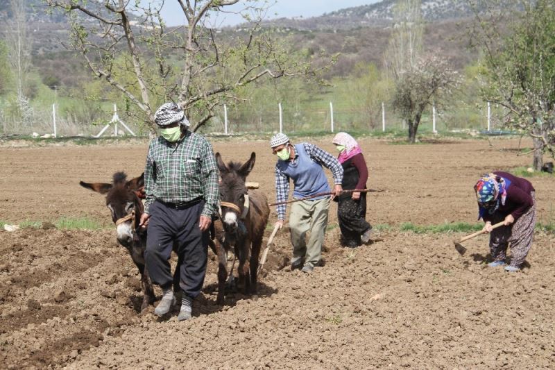 Konya’da eşeklerle tarım günümüzde de revaçta
