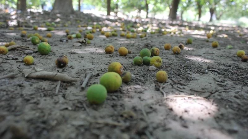Boncuk portakallar sıcaklığın kurbanı oldu
