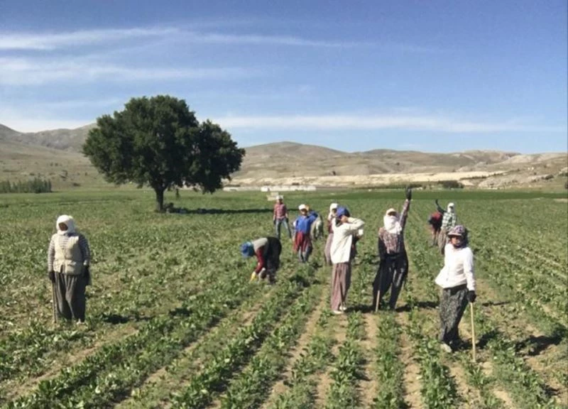 Tarım işçilerinin zorlu mesaisi 35 derece sıcaklıkta da devam ediyor
