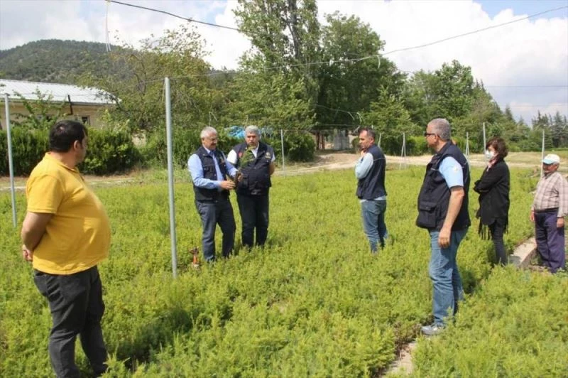 Adana Orman Bölge Müdürü Yılmaz fidanlıkta incelemede bulundu