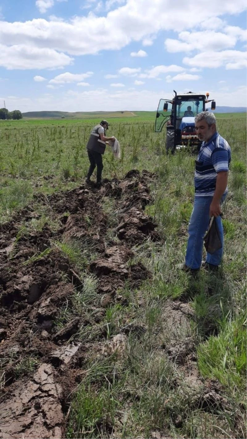 Kaçak avcıların topladığı salepler yeniden toprakla buluştu
