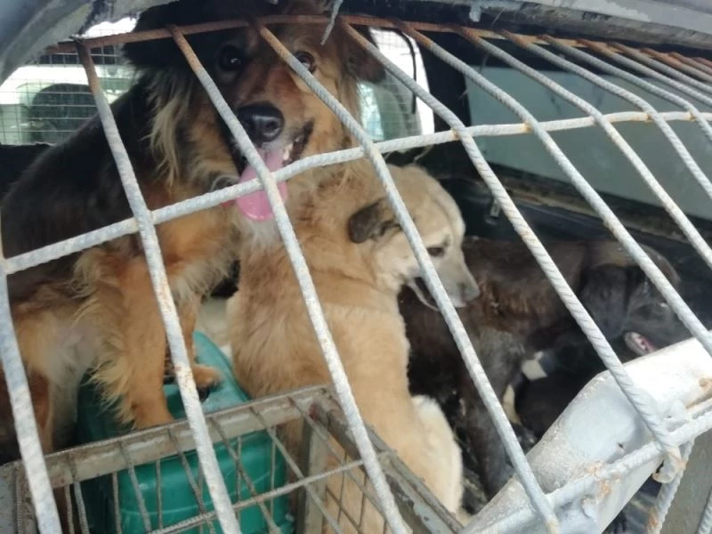Kötü koşullarda yaşayan 34 köpek koruma altına alındı
