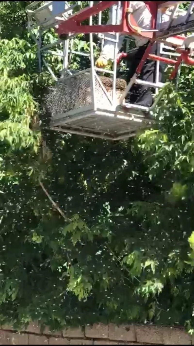 Ağaçta yuvalanan arıları itfaiye indirdi
