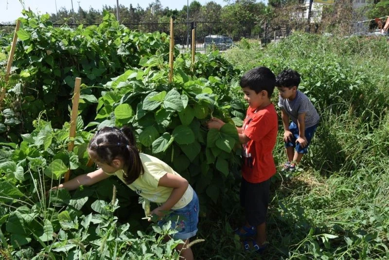 Kreş bahçesinde fasulye yetiştirdiler, toplayıp afiyetle yediler
