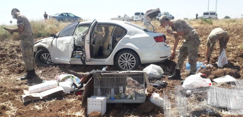 Kazazede kuşlar güneşten kartonla korundu
