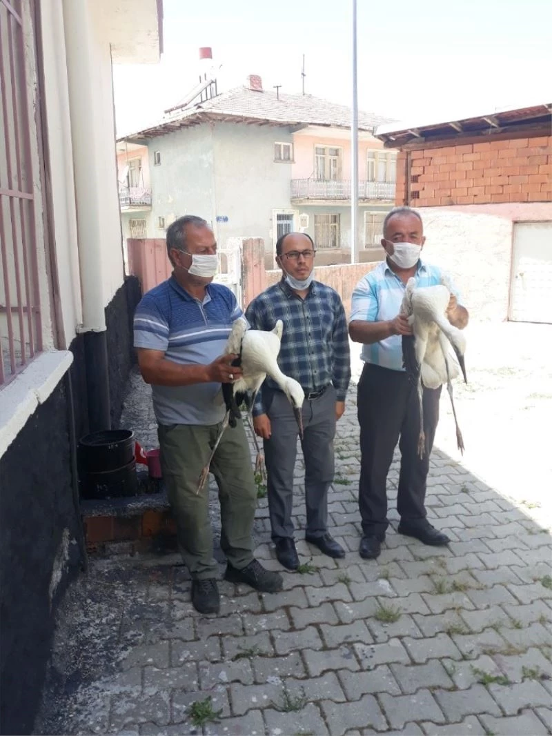 Annelerinin yuvadan attığı leylek yavrularına hoca sahip çıktı
