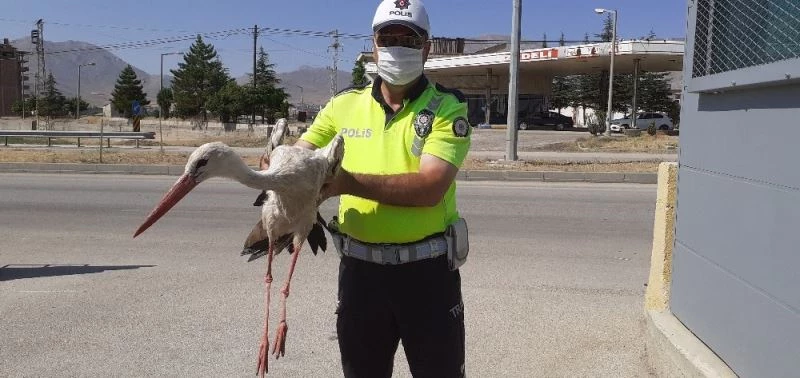 Yaralı leyleğe polisten şefkat eli
